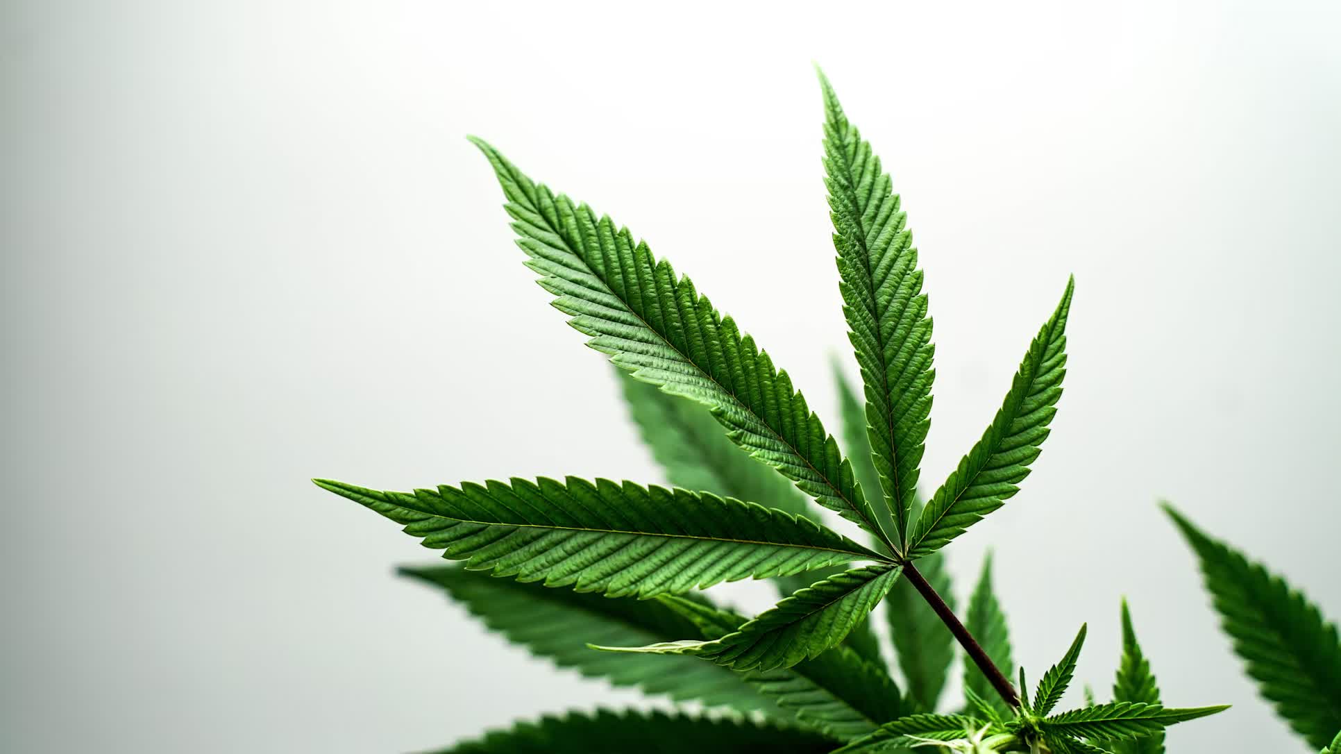 Monks Hemp Botanical Wellness